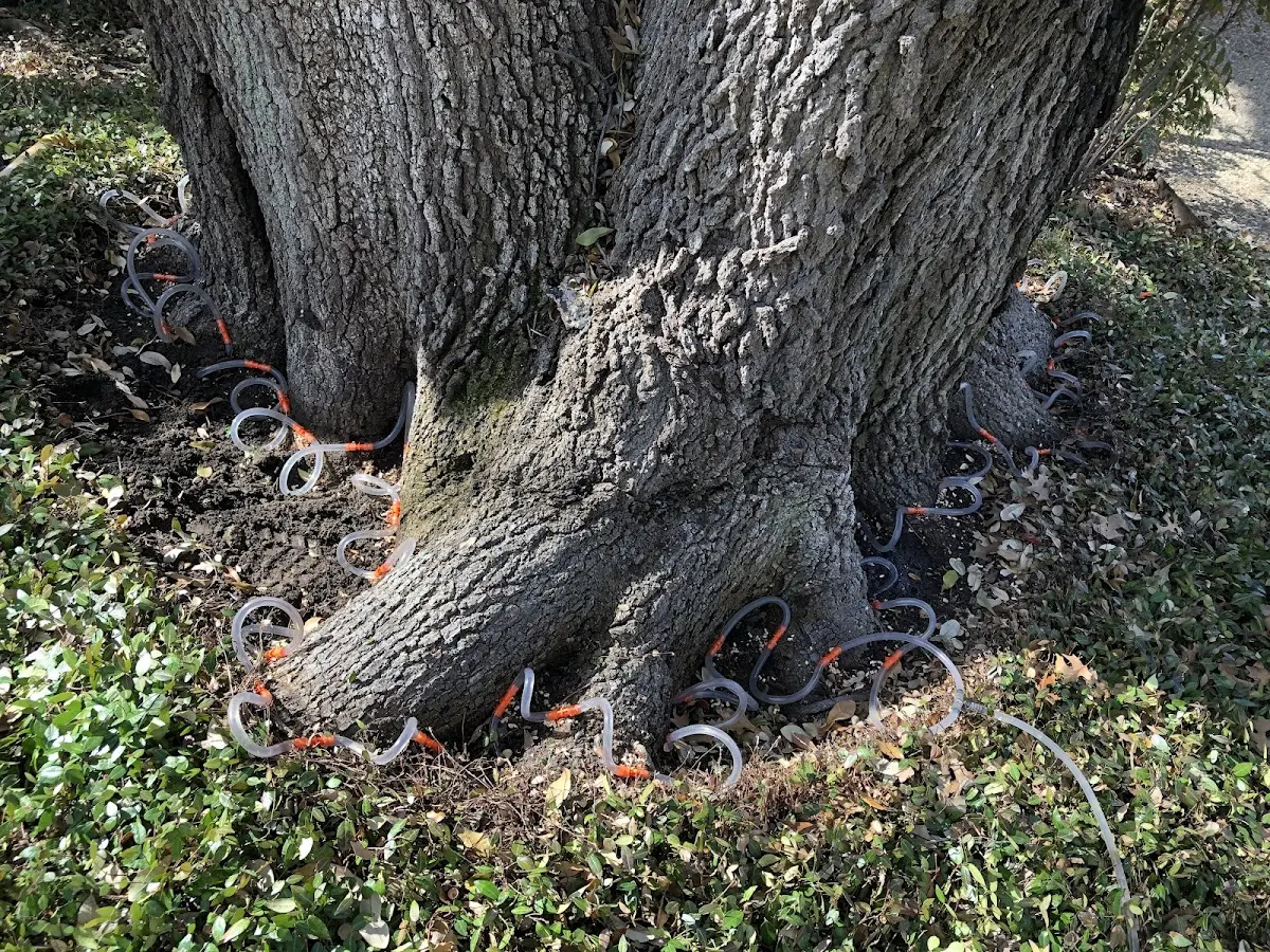 Detailed Tree Cabling and Bracing job site in Clark