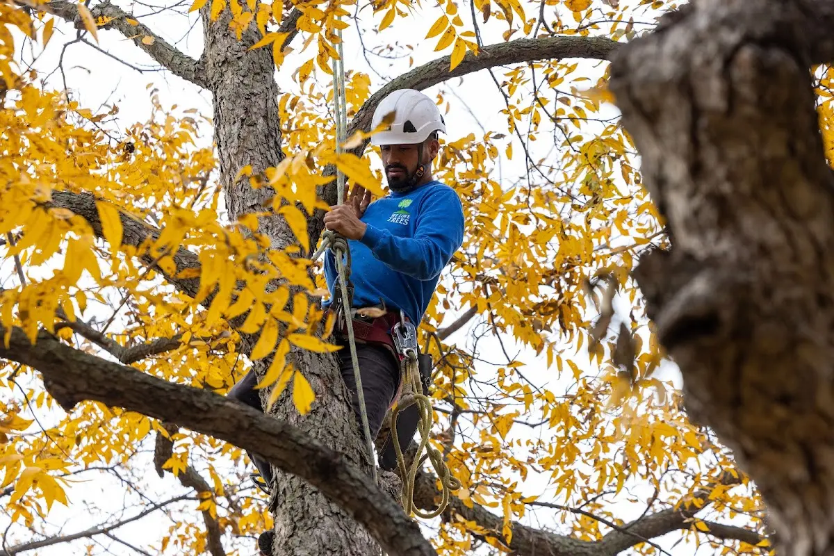 Skilled Tree Transplanting crew working in Clark